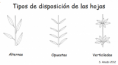 /album/fotogaleria-hojas/hoja-disposicion-en-el-tallo-png/